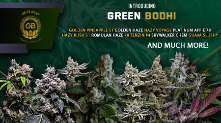 Green Bohdi Cannabis Seeds