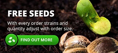 Free cannabis seeds with every order
