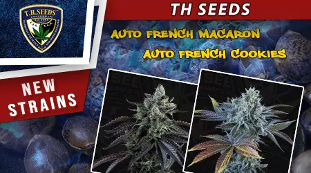 New THSeeds Cannabis Seeds