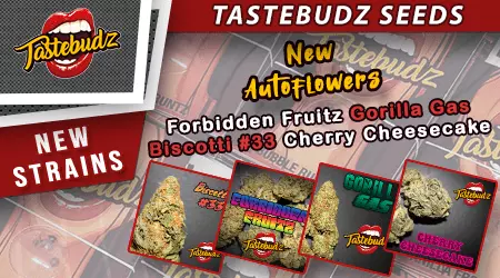 New Tastebudz Cannabis Seeds