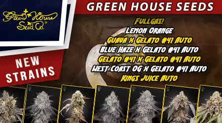 New Green House Cannabis Seeds