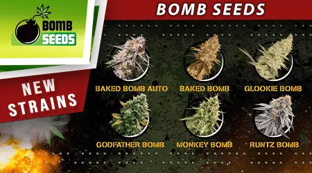 New Bomb Cannabis Seeds