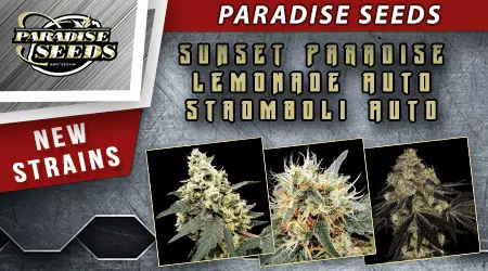 New Paradise Cannabis Seeds