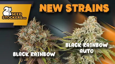 New Seed Stockers Cannabis Seeds