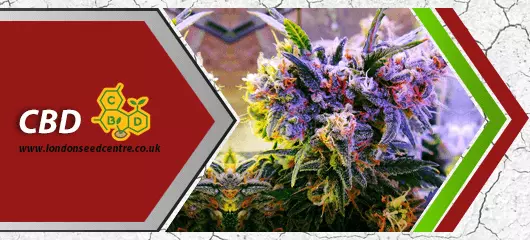 CBD Cannabis Seeds